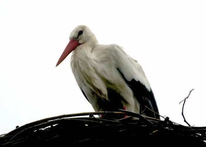 Graensekro فندق Rudbol